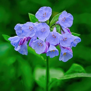 10 Rare Virginia Bluebells Flower Seeds / Mertensia virginica /English Garden / Cottage Garden/ Unique Flower/ (GE13) F