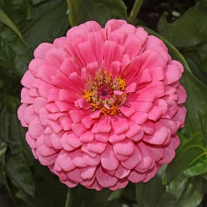 Op de afbeelding: Een close-up van een levendige roze zinnia bloem in volle bloei. De bloem heeft meerdere lagen bloemblaadjes, waardoor een volle, afgeronde vorm ontstaat. Het midden van de bloem heeft gele en oranje accenten, omringd door groene bladeren.