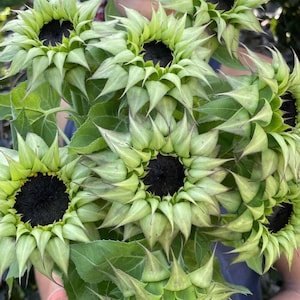 May include: A bouquet of green sunflowers with dark brown centres. The sunflowers are in various stages of bloom, with some fully open and others still closed.