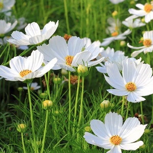 30+ Vit Kosmos Purity Frön / Cosmos bipinnatus / Stugblomma / (W2) F
