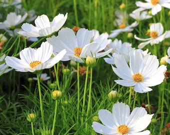 30+ White Cosmos Purity Seeds / Cosmos bipinnatus / Cottage Garden Flower / (W2) F