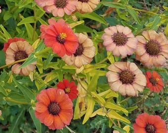 Novidade! Mais de 50 sementes de zínia peruana / Zinnia peruviana / Cottage Garden / (GE36)F