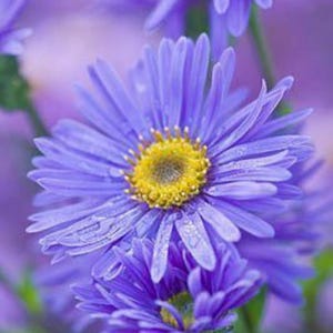 25+ Alpine Aster &#39;Goliath&#39; Seeds / Blue Aster / Large Flower / Cottage Garden / Native Wildflower (GJ31) F