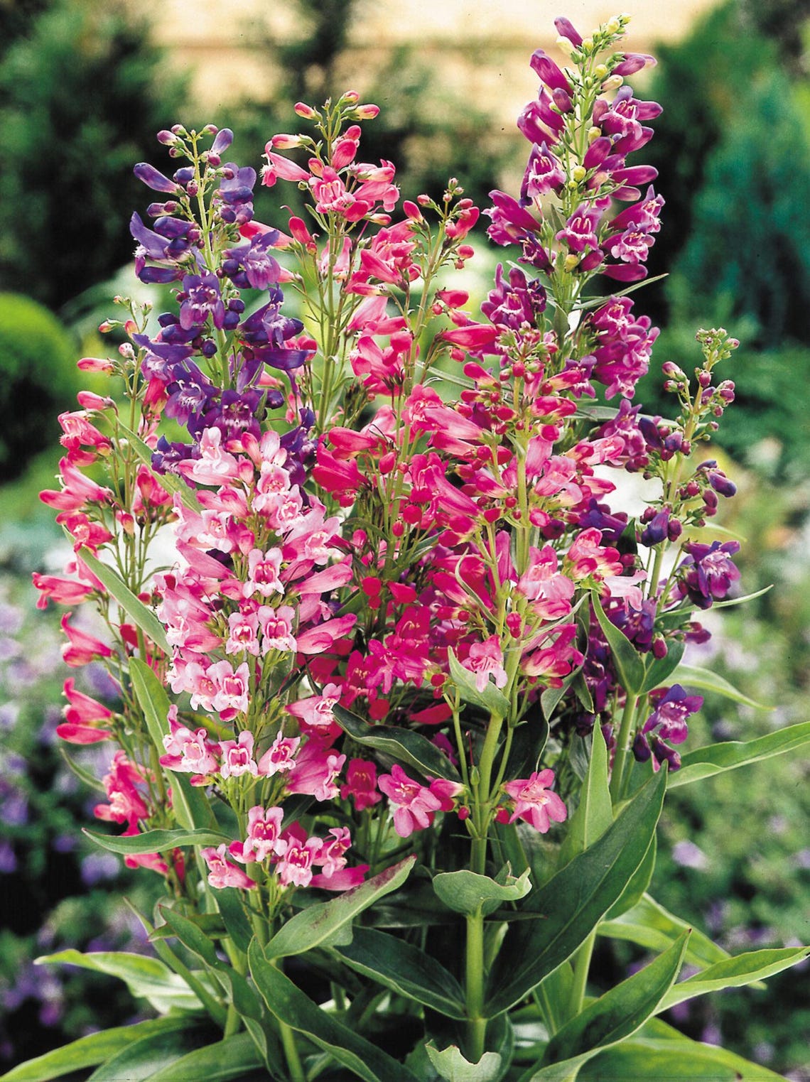 Penstemon Rondo Mix Seeds – Perennial Cottage Garden Flowers, 50 Seeds ...