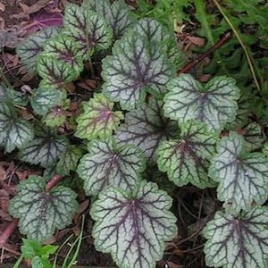 30+ Heuchera Seeds &#39;Dale&#39;s Strain&#39; / Unique Coral Bells Seeds / (GJ28) F