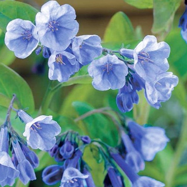 Rare Virginia Bluebells Flower Seeds / Mertensia virginica / (#GP4) / 10 seeds