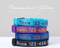 Dog Collar Personalized, Embroidered Dog Collar with Name, Embroidered Dog Collar,Personalized Dog Collars,Pet Collar Gift for Dog Lover product logo
