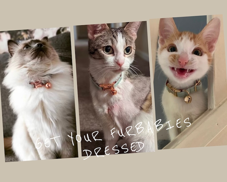 May include: Three cats wearing collars with bells. The cats are a white and grey tabby, a white and orange tabby, and a white long-haired cat. The text "Get your furbabies dressed" is written on the image.