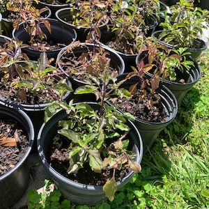 holy Basil (tulsi) plant (1-2 ft tall)