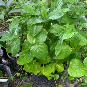 piper belte leaf plant