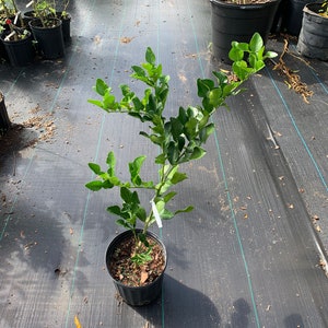 Kaffir lime tree (2ft tall) grafting (will fruiting soon)