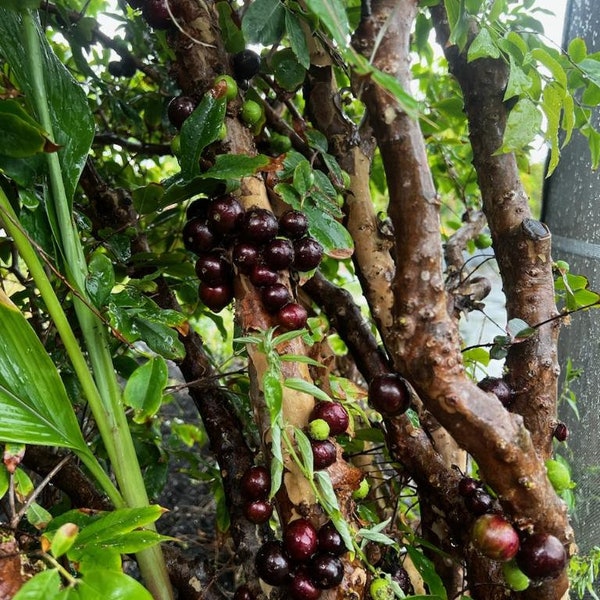 Red jaboticaba tree (3-4 ft tall)