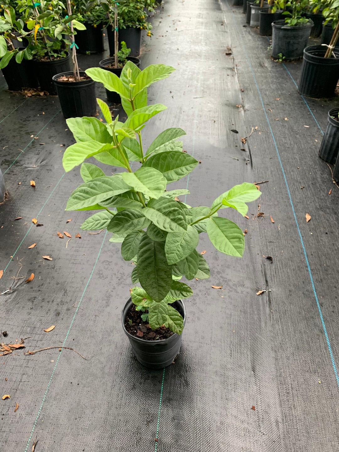 Thai White Guava Tree will Fruiting Next Year 2 Ft Tallno Ship CA and ...