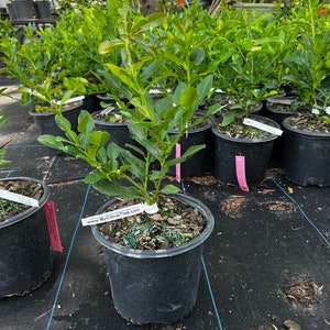 kaffir lime/thai lime/ Makrut lime tree (grafting) 1-2 ft tall(no ship CA )will be fruiting soon