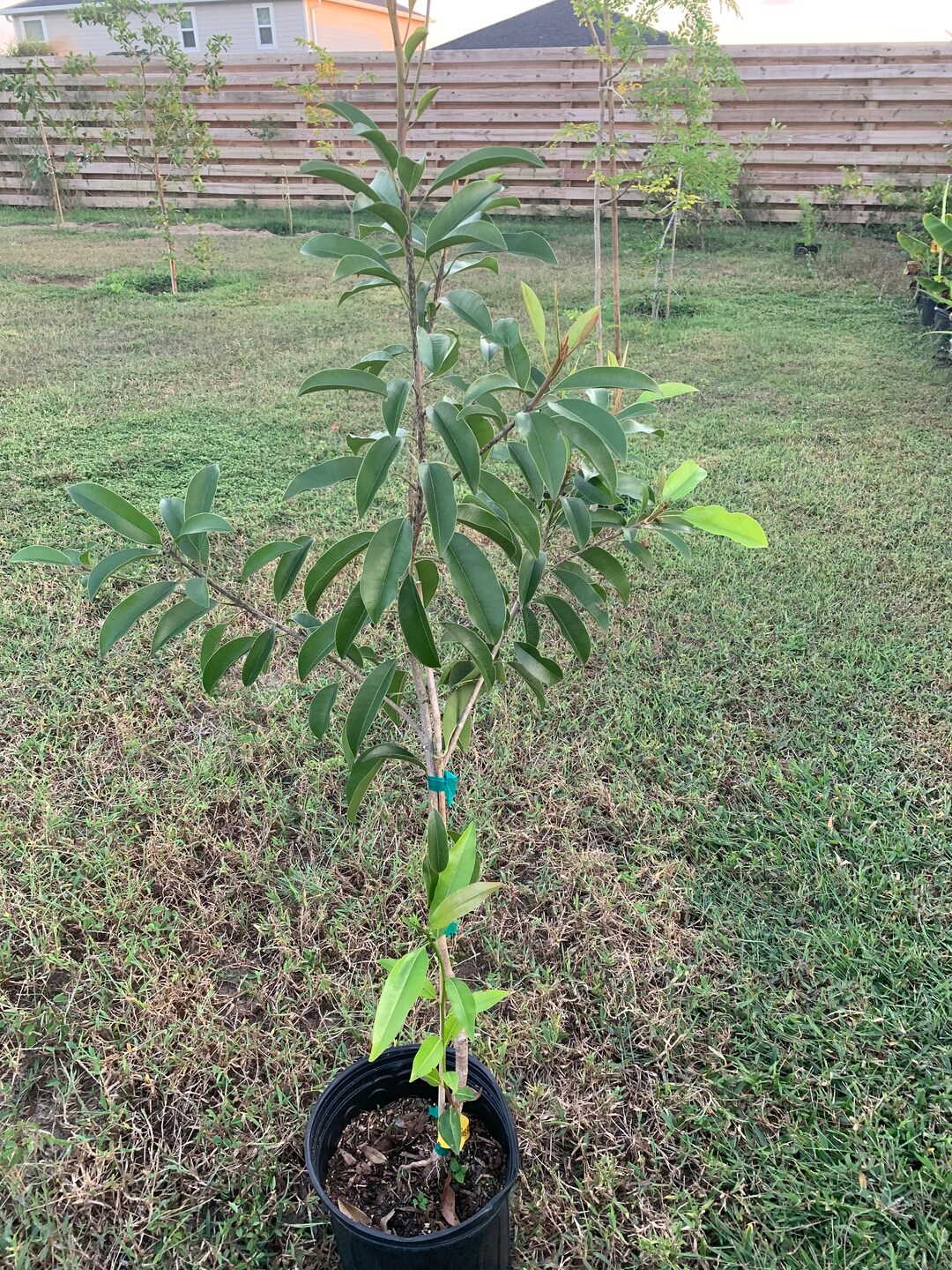 Butterscotch Sapodilla Tree 34ft Tall Grafted Tree Will Flowering Soonno Ship CA and AZ Etsy