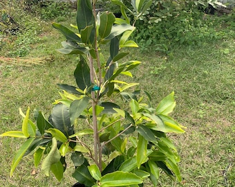 Thai green wax apple/green diamond wax apple tree with flower 3-4 ft tall air layering plant will fruiting soon