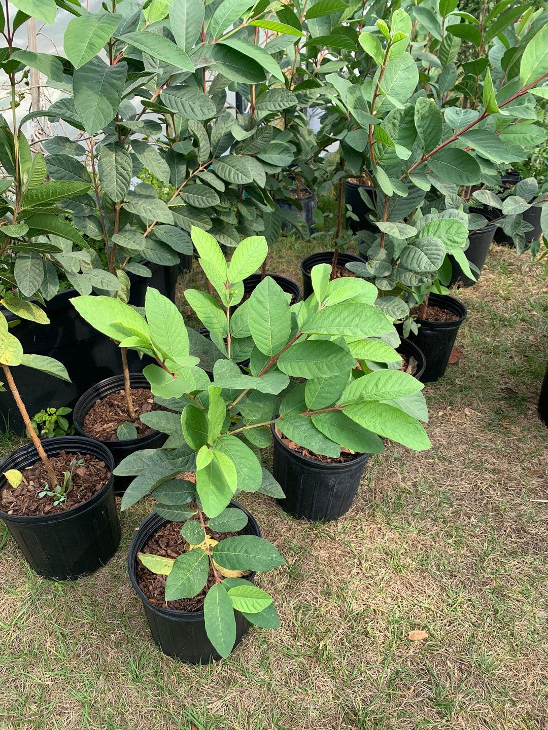 Thai White Guava Tree With Flowers (2-3 Feet Tall Will Be Fruiting Soon ...