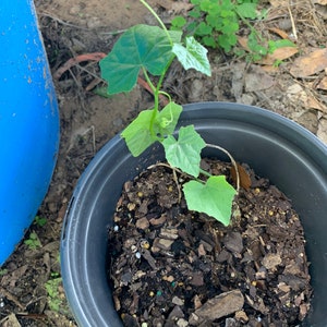 Tindora plant (from root will fruiting next year))no ship CA and AZ