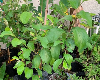Thai jujube tree (grafting)3ft tall (will be fruiting this year ) already had flower (no ship CA and AZ)