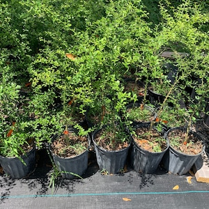 May include: Several small green plants in black plastic pots. The plants have many small leaves and branches. The pots are arranged in a row on a black surface, with more plants visible in the background.