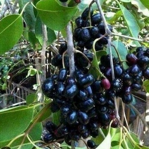 May include: Clusters of dark purple, almost black, berries hang from a tree branch, surrounded by green leaves. The berries have a glossy appearance, suggesting freshness. The image captures a natural scene, possibly of a fruit-bearing tree.