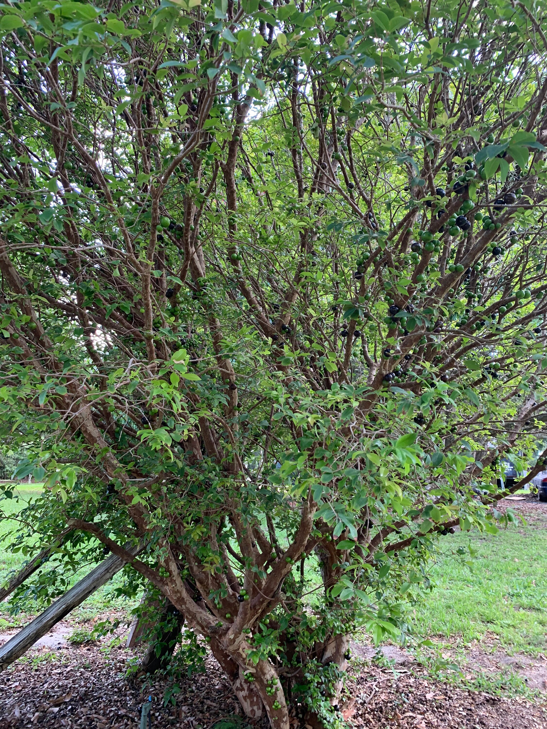 Jaboticaba (brazilian Grape Fruit )tree (2-3 Tall) Will Be Fruiting ...