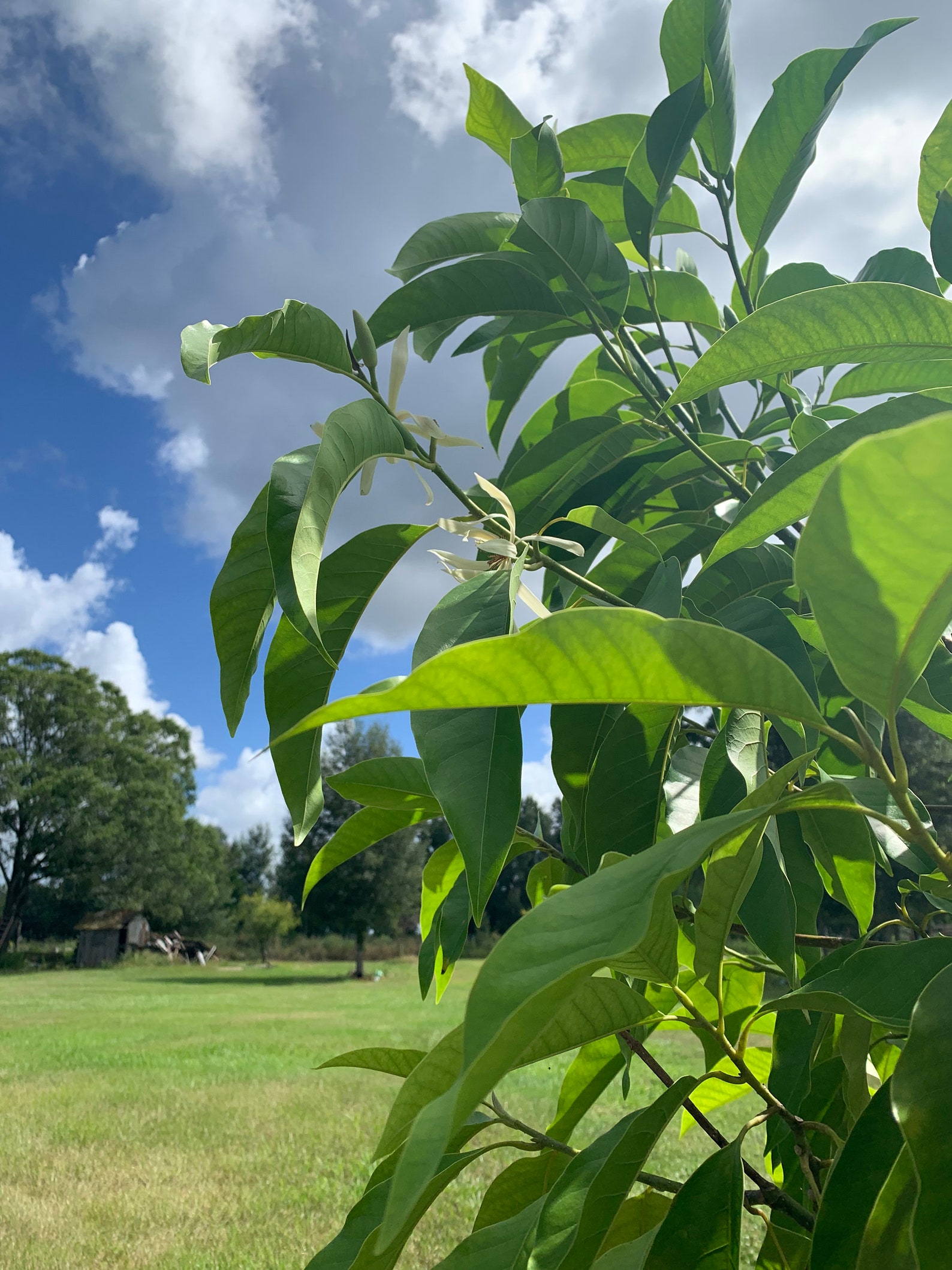 White Champaca ( Michelia Alba )tree With Flower (3 Ft Tall ) No Ship ...