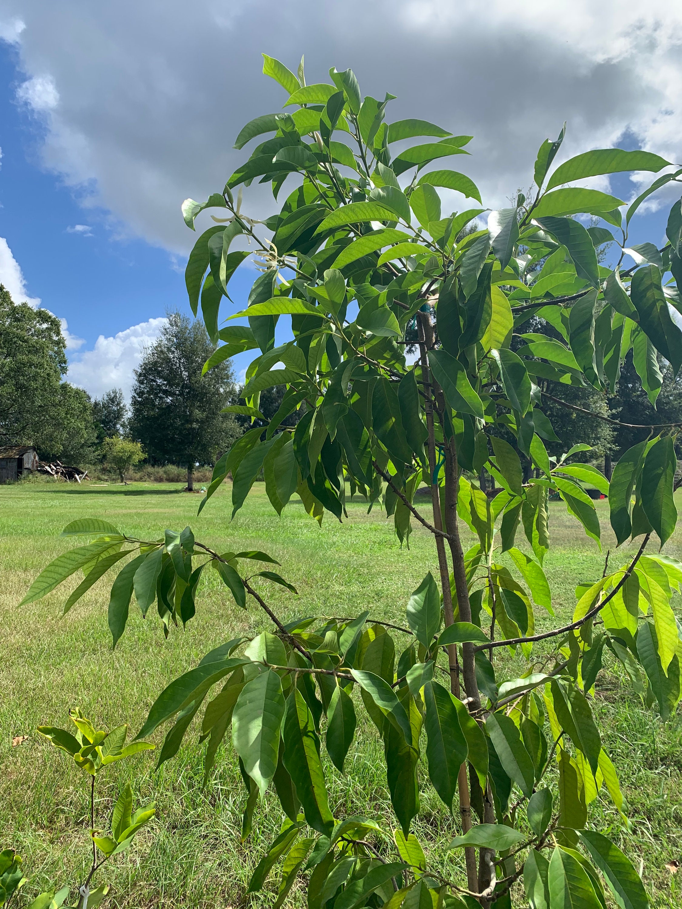 White Champaca ( Michelia Alba )tree With Flower (3 Ft Tall ) No Ship ...