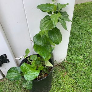 Piper betel leaf plant