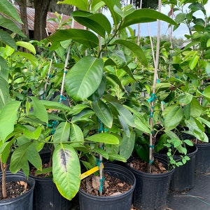 Black sapote grafted tree  (3 ft tall) will be flowering soon