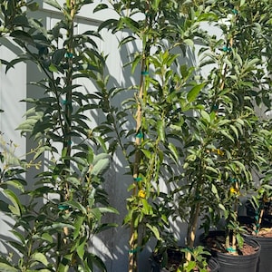Fantástico árbol de aguacate (resistente al frío) con flores (1,5 metros de alto), no se envía a WA ni CA (tampoco se realiza envío internacional).