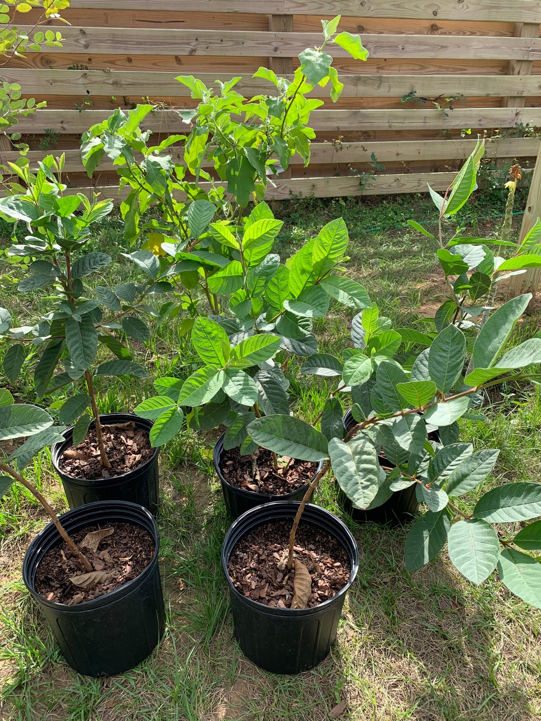 Thai White Guava Tree With Flower (3 Ft Tall) Will Fruiting Soon(fruit ...