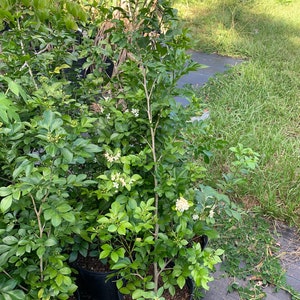 Orange jasmine (kamini)flower plant with flower (3ft tall)