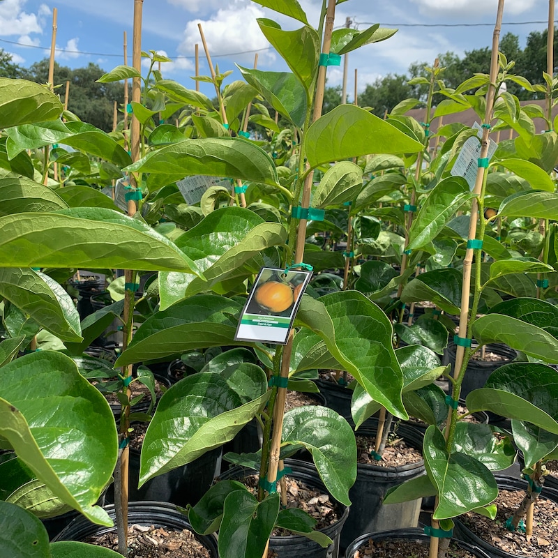 Persimmon Tree for Sale - Etsy