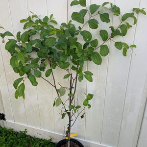 Thai jujube tree with flower and fruit (4-5ft tall) no ship California