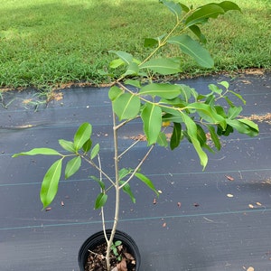 May include: A small green tree with dark green leaves growing in a black pot. The tree is sitting on a black landscape fabric.
