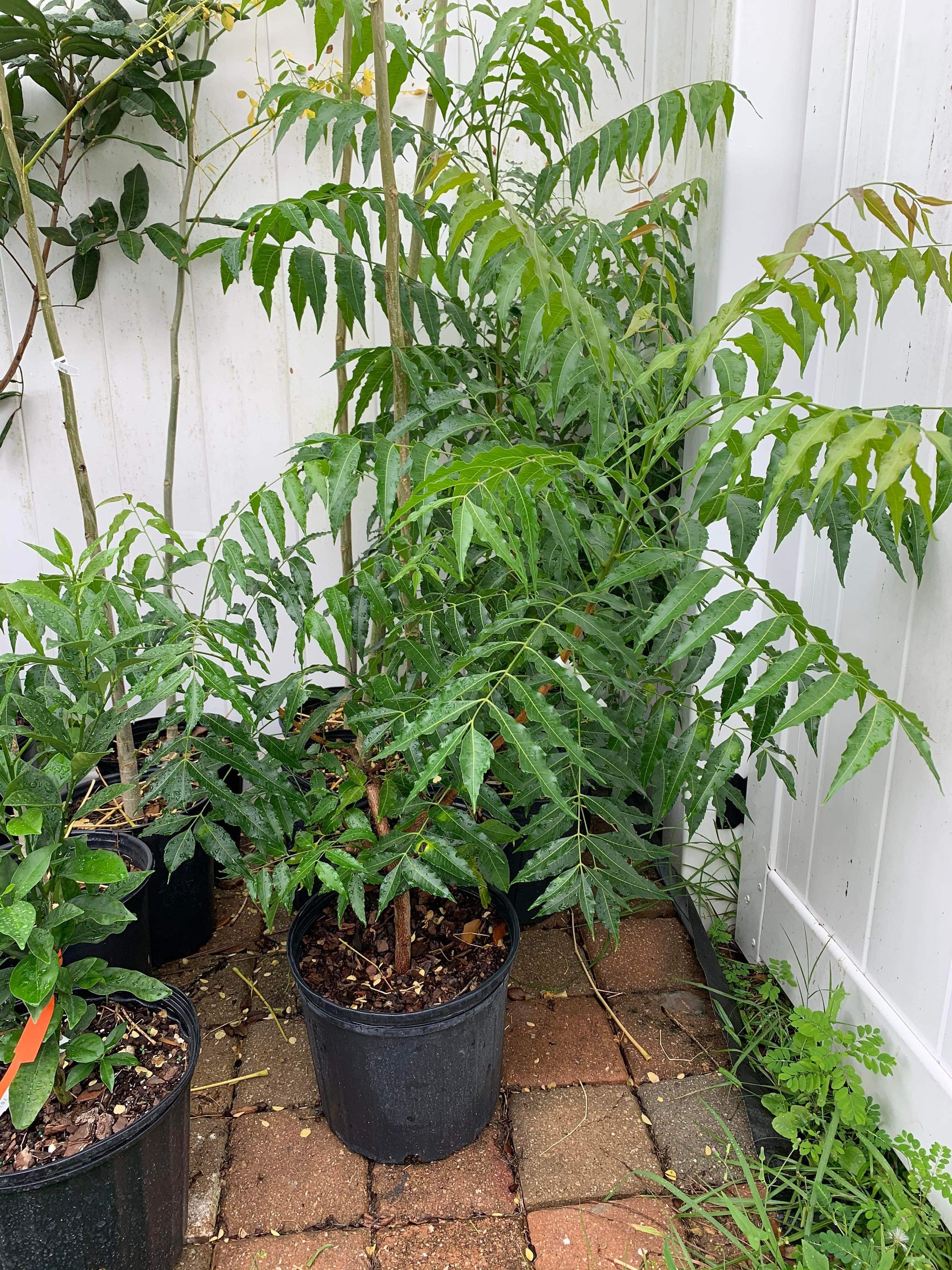 Neem Tree 2 Ft Tall Etsy