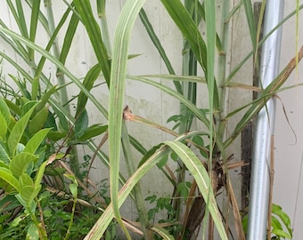 May include: A close-up of a group of green sugarcane plants growing in pots. The plants are tall and slender, with long, narrow leaves. The plants are growing against a white wall.