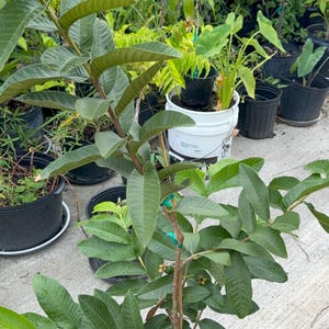 May include: A young guava tree in a black plastic nursery pot with a central woody stem and numerous oval-shaped, deep green leaves. The plant features small, developing green fruit and is secured with thin, bright blue plastic ties.