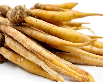 Finger root ginger rhizome