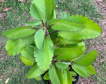 Kalanchoe pinnata, miracle leaf,live plant