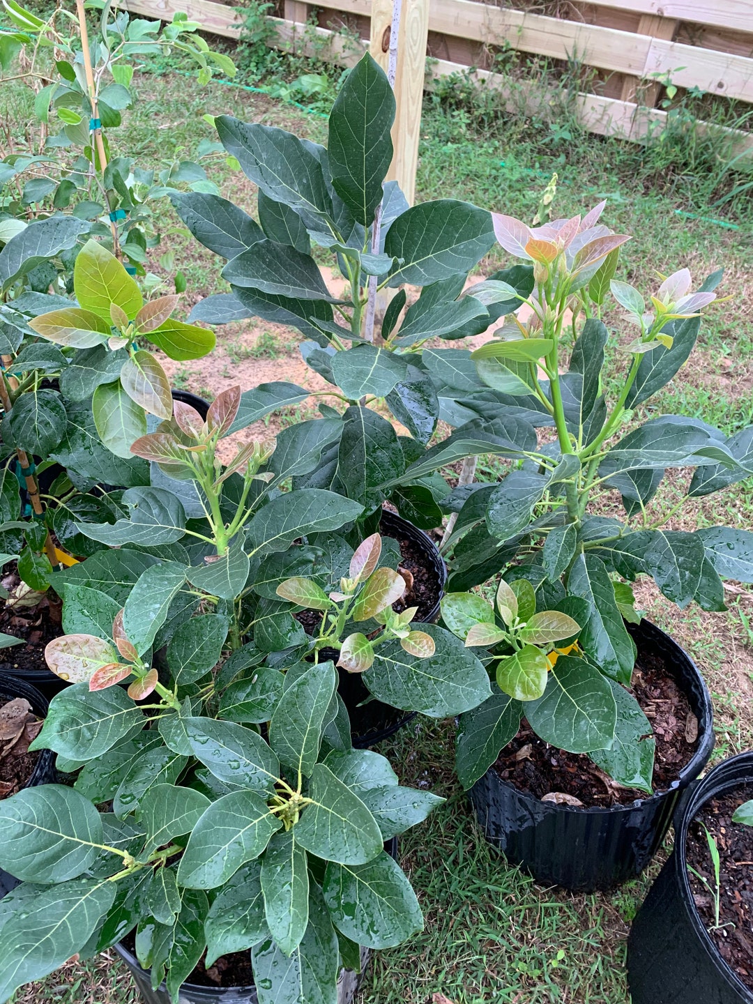 Super Hass Avocado Tree 2-3 Ft Tall Will Be Flowering After Winter