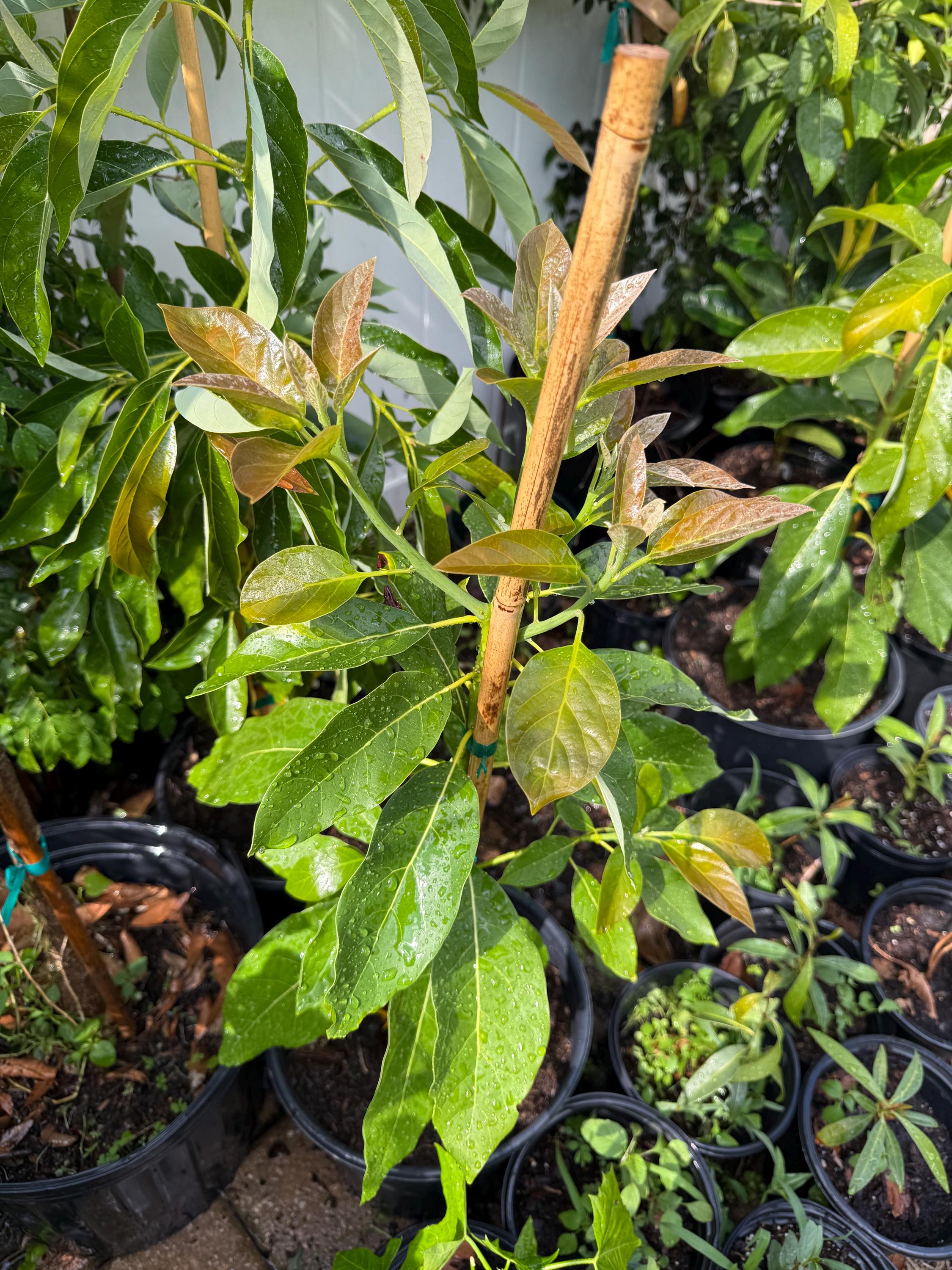 Avocado Che Crescono in Un Albero Fotografia Stock - Immagine di pianta