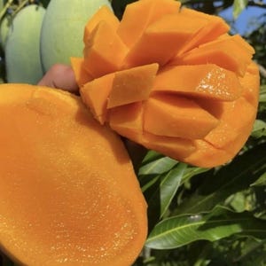Könnte beinhalten: Nahaufnahme einer reifen Mango, in Abschnitte geschnitten, die ihr leuchtend orangefarbenes Fruchtfleisch zeigen. Die Mango wird in der Nähe von grünen Blättern und unreifen Mangos gehalten. Die Textur der Frucht ist glatt und saftig.