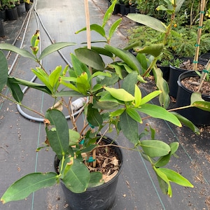 May include: A potted green plant with dark green leaves in a black pot. The plant is growing in a nursery setting with a black ground cover.