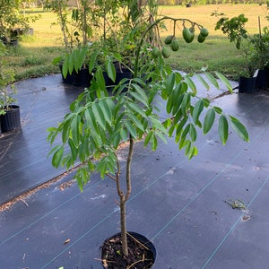 May include: A small green tree with multiple green fruits growing on the branches. The tree is potted in a black plastic pot and is sitting on a black landscape fabric.