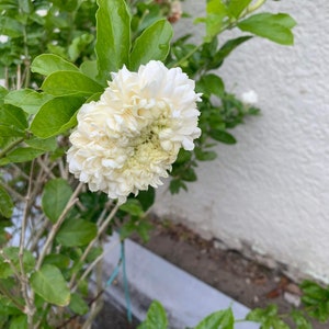 Granduke Thai jasmine plant (almost 2 tall)