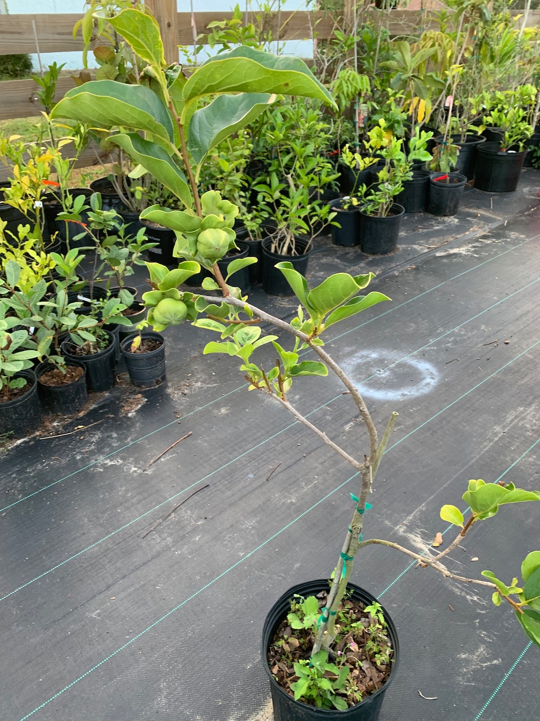 Fuyu Persimmon Tree With Fruit 3 Ft Tall No Ship CA and AZ - Etsy