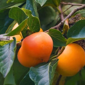 Fuyu persimmon ( mature ) tree (5-6 ft tall) had already fruit (will be fruiting next year again) no ship Ca,also no international shipping