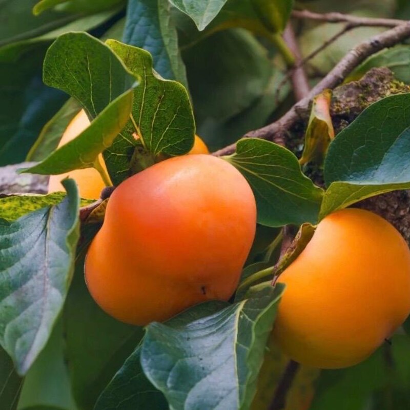 Giant Fuyu Persimmon Tree - Etsy